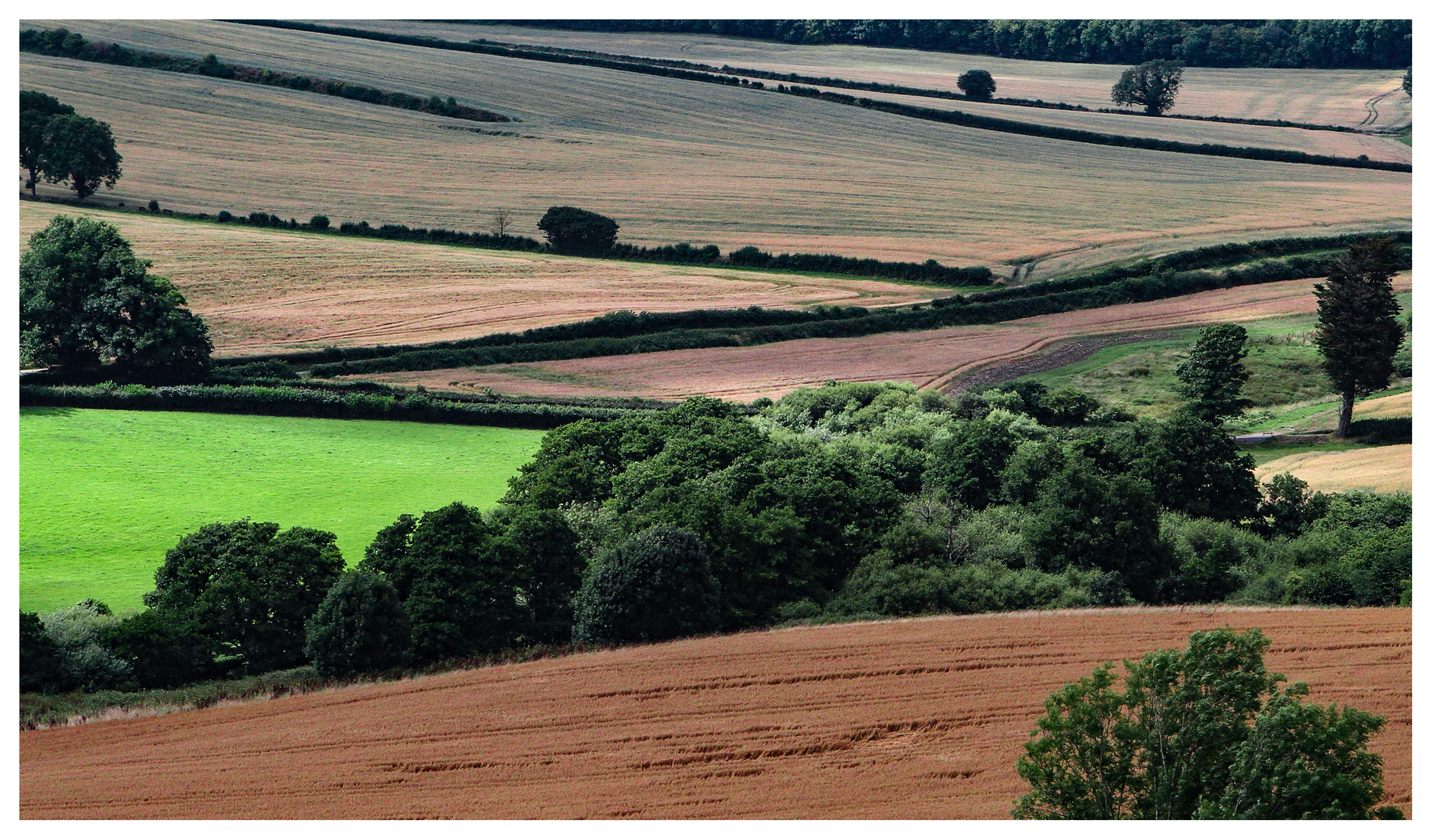 Summer in Dorset: Fieds at Cerne Abbas, village of the Cerne Abbas Giant