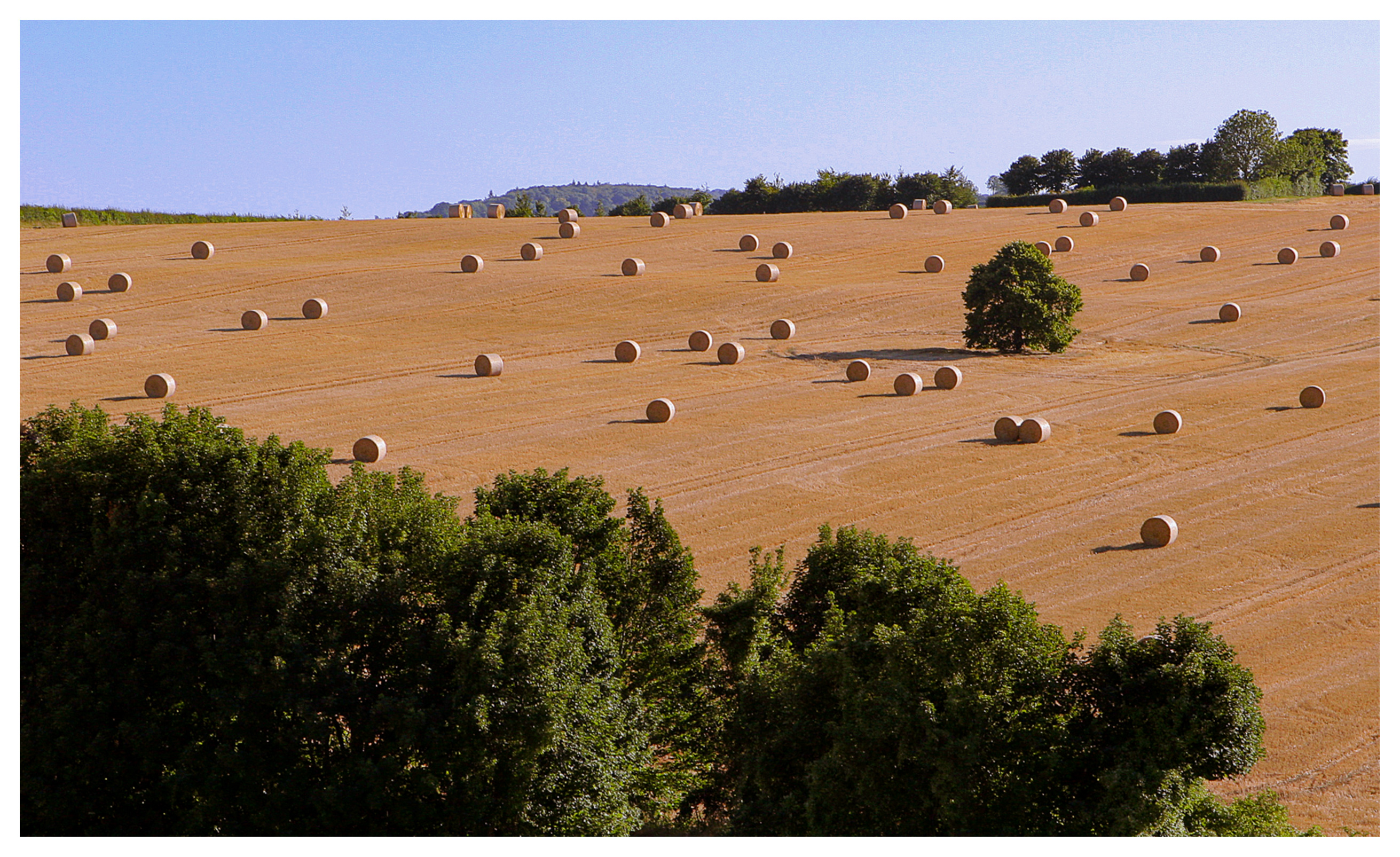 Bales of threshed hay across a field in Kent, England